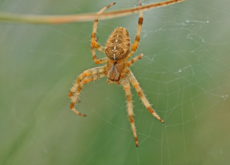 Spider