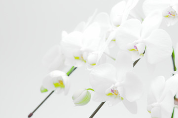 Fototapeta premium Phalaenopsis w górę