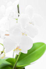 並んだコチョウラン