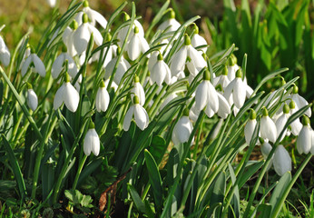Spring Snowdrops