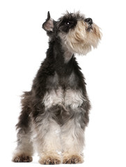 Miniature Schnauzer, 6 years old, looking up