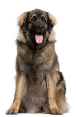 Leonberger, 11 months old, sitting in front of white background