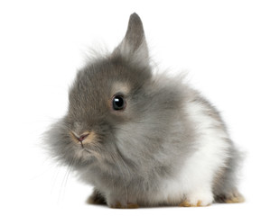 Obraz premium Young Lionhead rabbit, 2 months old