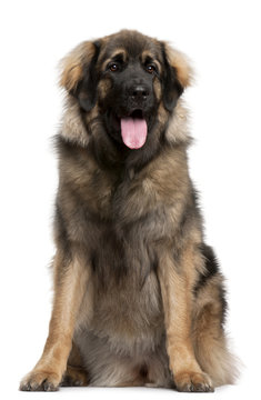 Leonberger, 11 months old, sitting in front of white background