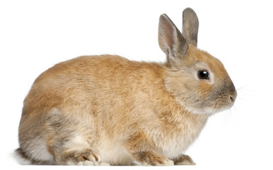 Dwarf rabbit, 6 months old, in front of white background