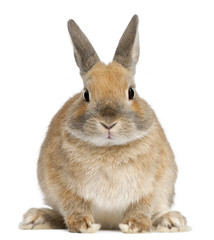 Dwarf rabbit, 6 months old, in front of white background