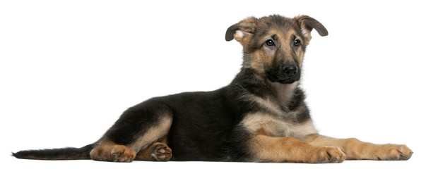 German Shepherd puppy, 4 months old, lying © Eric Isselée