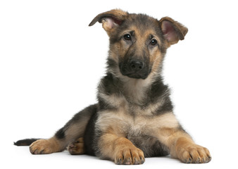 German Shepherd puppy, 4 months old, lying