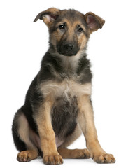 German Shepherd puppy, 4 months old, sitting