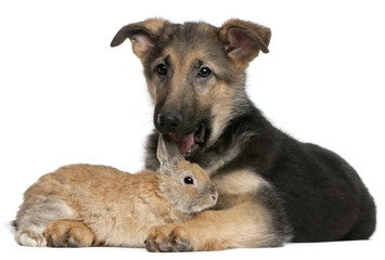 German Shepherd puppy, 4 months old, licking a rabbit