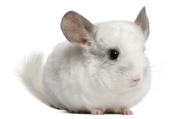 Obraz premium Wilson Chinchilla, 12 months old, in front of white background
