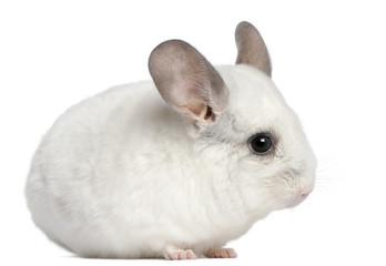 Wilson Chinchilla, 12 months old, in front of white background