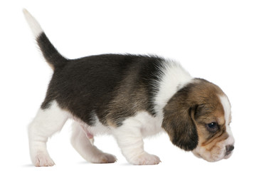 Beagle Puppy, 1 month old, walking in front of white background