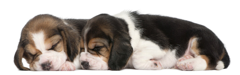 Two Beagle Puppies, 1 month old, lying