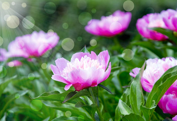 pink peonies