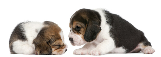 Two Beagle Puppies, 1 month old, in front of white background