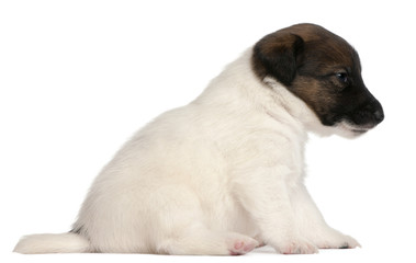Obraz premium Fox terrier puppy, 1 month old, sitting
