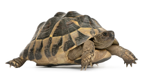 Obraz premium Hermann's tortoise, Testudo hermanni, walking