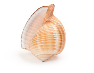 seashell on white background
