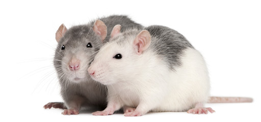 Two rats, 12 months old, in front of white background © Eric Isselée