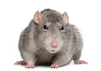 Blue rat in front of white background