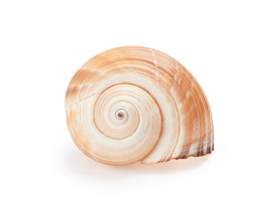 seashell on white background