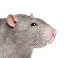 Close-up of Blue rat in front of white background