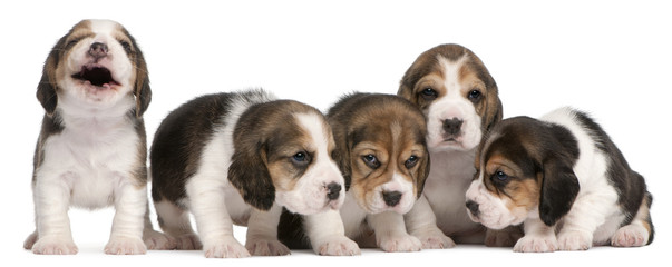 Obraz premium Group of Beagle puppies, 4 weeks old, sitting in a row