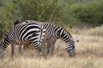 Fototapeta na wymiar Zebra, Tsavo East National Park
