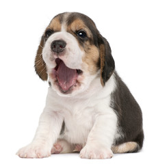 Beagle puppy, 4 weeks old, yawning in front of white background