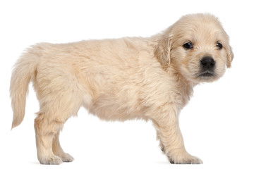 Golden Retriever puppy, 4 weeks old