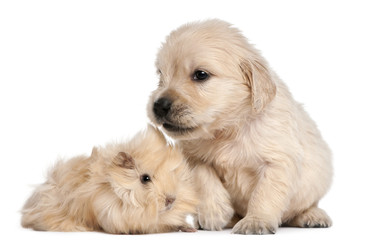 Golden Retriever puppy, 4 weeks old, and Peruvian guinea pig
