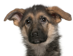 Close-up of German Shepherd puppy, 4 months old
