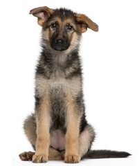 German Shepherd puppy, 4 months old, sitting