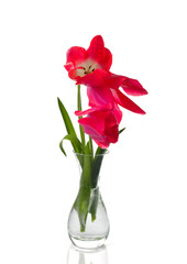 Red tulips isolated