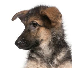 Close-up of German Shepherd puppy, 4 months old