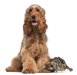 English Cocker Spaniel, 2 years old, and a Hermann's tortoise