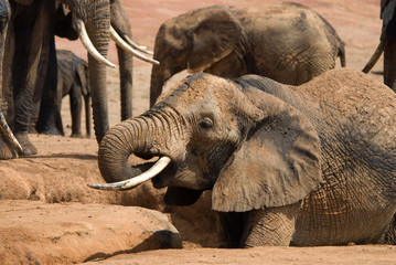 Elephant, Tsavo East National Park