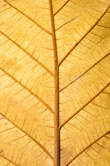 Close up Structure of Grunge Dry Leaf Texture use a a Background