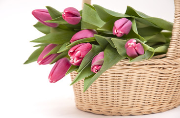 Obraz premium Малиновые тюльпаны в корзинке