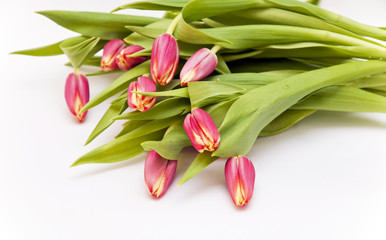 Obraz premium Букет тюльпанов