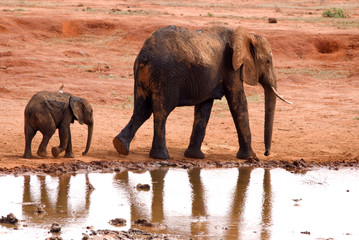 Fototapeta na wymiar Elephant, Park Narodowy Tsavo East