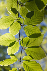 fresh green backlighted glowing leaves in spring sun on a twig