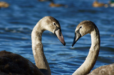 dwa łabędzie 2 © GKor