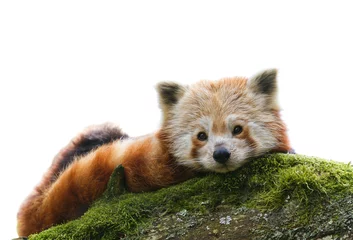 Foto op Plexiglas Panda Rode Panda Ailurus fulgens geïsoleerd