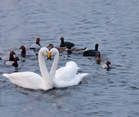 Pair of swans in love
