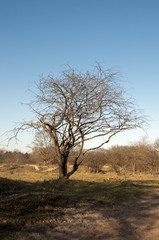 Fototapeta na wymiar Tree with blue sky wild nature