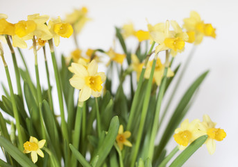 Obraz premium fleur