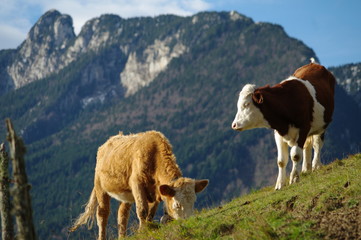 vaches en montagne
