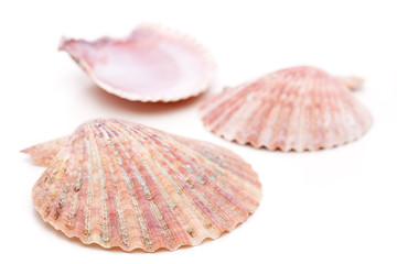 Drei Muscheln auf weißem Hintergrund © unpict